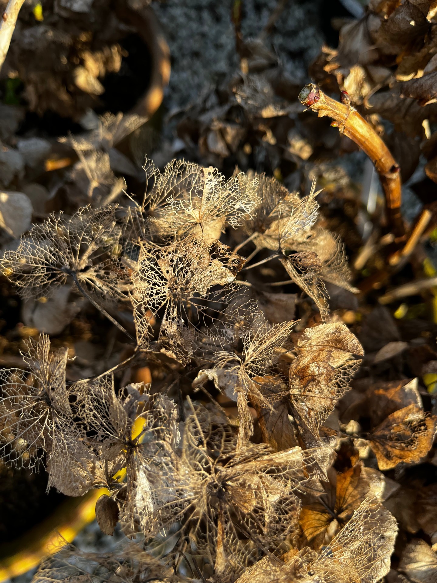 13th February – 19th&nbsp;February