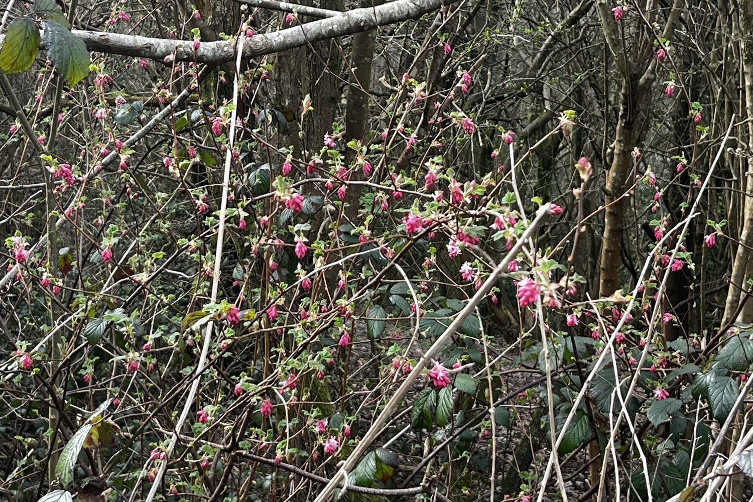 March 11th – March&nbsp;17th